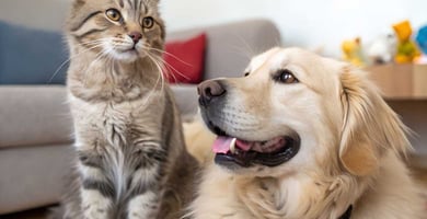 Prezračevanje doma s hišnimi ljubljenčki – kako zmanjšati vonjave - LUNOS